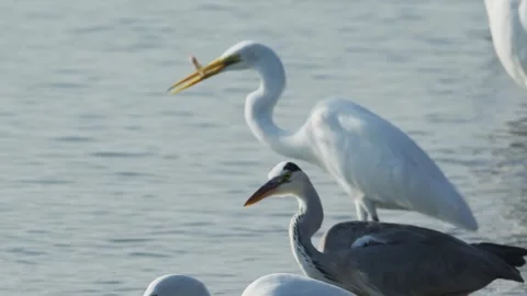 A flock of herons catching fish Stock Footage 326315556