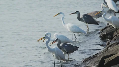 A flock of herons catching fish one after another Stock Footage 326316008