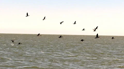 A flock of herons flying low over the sea Stock Footage 310255174