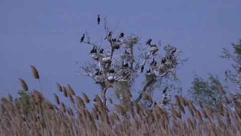 Flock of herons is sitting on tree on background of clear blue sky and reeds. Stock Footage 229468704