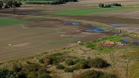 A flock of herons soars over fields, filmed in slow motion from a drone. Th.. Video stock 287134412