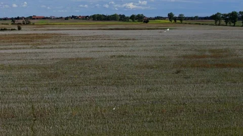 A flock of herons soars over open fields, filmed by a drone in slow motion... Stock Footage 288304333