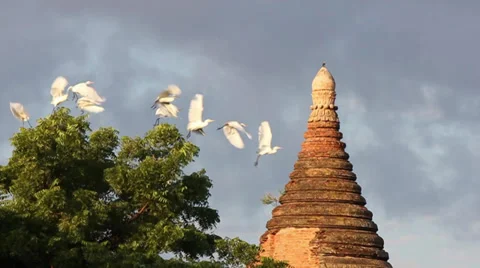A flock of herons taking off from a tree and flies in front of the pagoda Video stock 34130162