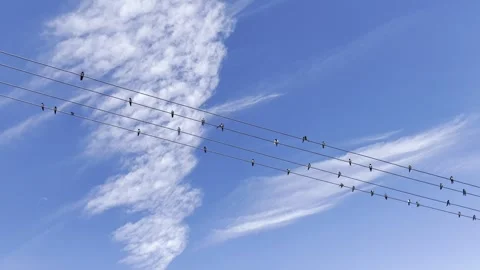 Flock of Hirundo rustica aka Barn swallow perched on electric wire. Stock Footage 281866407