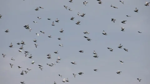Flock of homing pigeon flying against clear blue sky Stock Footage