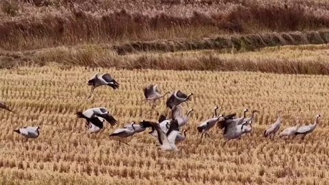 Flock of hooded cranes flying and walking in a harvested rice field Stock Footage 335248997