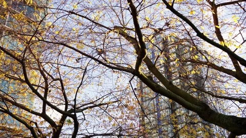 A flock of hooded crows taking off from a golden tree in autumn Vídeo Stock 144464836