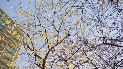 A flock of hooded crows taking off from a golden tree in autumn Stock Footage 144464854