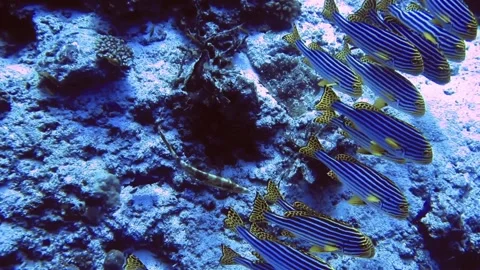 Flock of horizon-lined fish with yellow fin on bottom of sea, Maldives Stock Footage 171194290