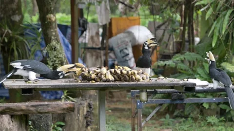Flock of hornbill Stock Footage 197395199
