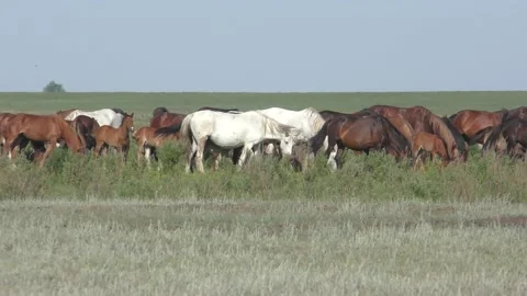 Flock of horses 1 Stock Footage 132071032