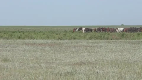 Flock of horses 2 Stock Footage 132071130