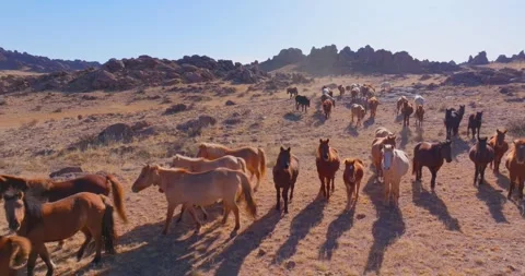 Flock Of Horses running Through Field Beautiful Rocks Stock Footage 256154813