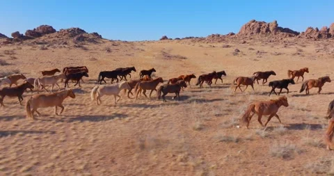 Flock Of Horses running Through Field Beautiful Rocks Stock Footage 256154968