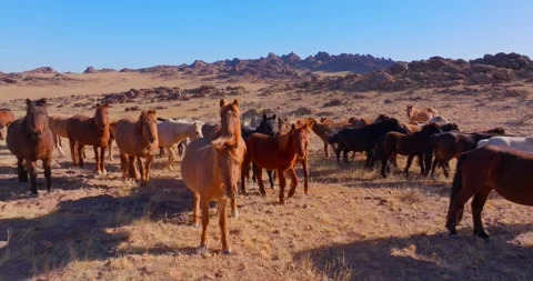 Flock Of Horses running Through Field Beautiful Rocks Stock Footage 256155166
