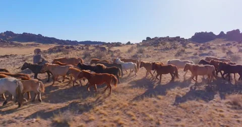 Flock Of Horses running Through Field Beautiful Rocks Stock Footage 256155211