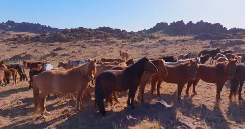 Flock Of Horses running Through Field Beautiful Rocks Stock Footage 256155213