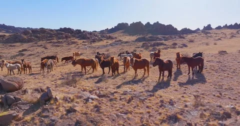 Flock Of Horses running Through Field Beautiful Rocks Stock Footage 256155302