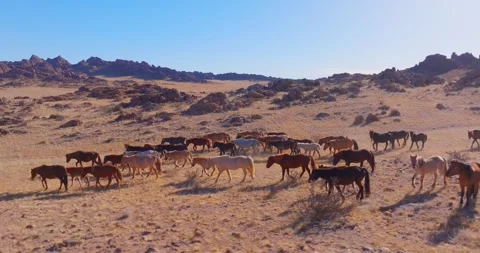Flock Of Horses running Through Field Beautiful Rocks Stock Footage 256155410