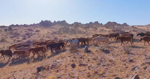 Flock Of Horses running Through Field Beautiful Rocks Stock Footage 256155456