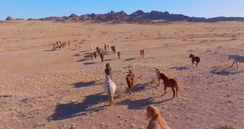 Flock Of Horses running Through Field Beautiful Rocks Stock Footage 256155475
