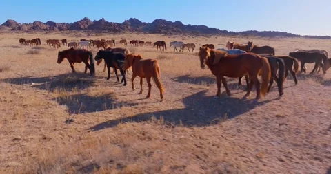 Flock Of Horses running Through Field Beautiful Rocks Stock Footage 256155770