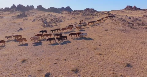 Flock Of Horses running Through Field Beautiful Rocks Stock Footage 256155771