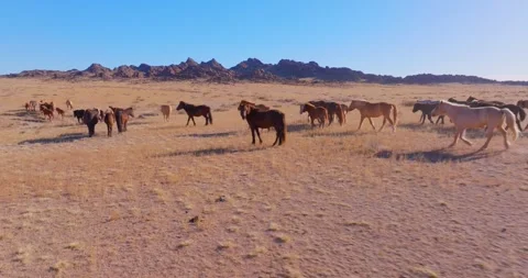 Flock Of Horses running Through Field Beautiful Rocks Stock Footage 256155776