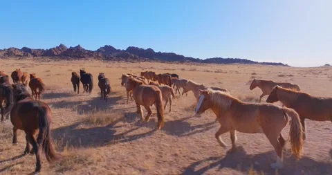 Flock Of Horses running Through Field Beautiful Rocks Stock Footage 256155815
