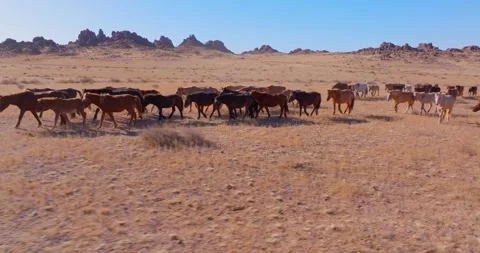 Flock Of Horses running Through Field Beautiful Rocks Stock Footage 256155825