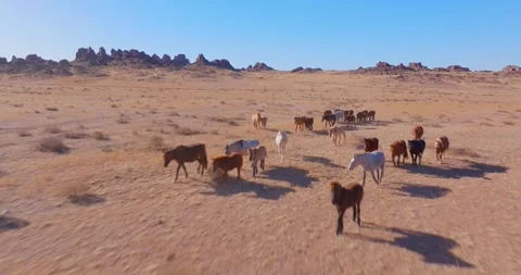 Flock Of Horses running Through Field Beautiful Rocks Stock Footage 256155831