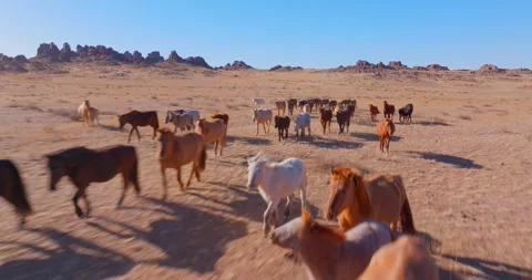 Flock Of Horses running Through Field Beautiful Rocks Stock Footage 256155832