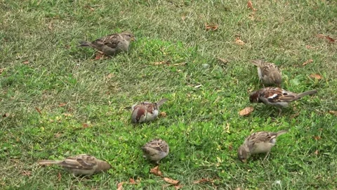 Flock of house sparrows eating seeds on green grass lawn Stock Footage 342866613