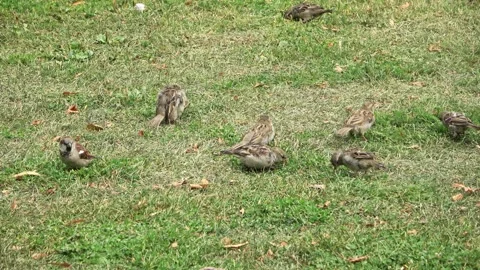 Flock of house sparrows feeding on green grass Stock Footage 342866417