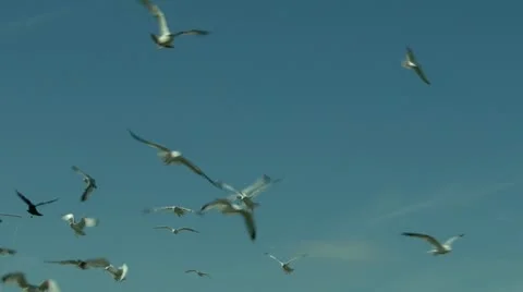 Flock of hovering seagulls 스톡 동영상 21240934