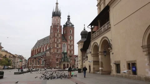 Flock of hungry pigeons chasing pedestrians begging for food. 3776 Stock Footage 143470710