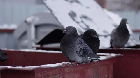 A flock of hungry pigeons sit on garbage cans in the city in winter during the Stock Footage 293684115