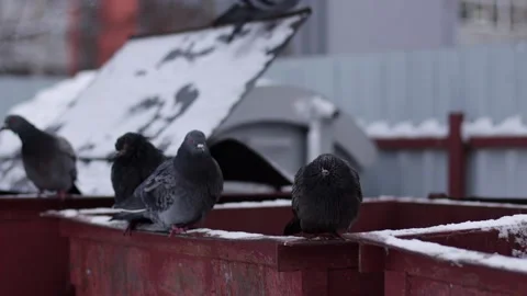A flock of hungry pigeons sit on garbage cans in the city in winter during the Stock Footage 295106677