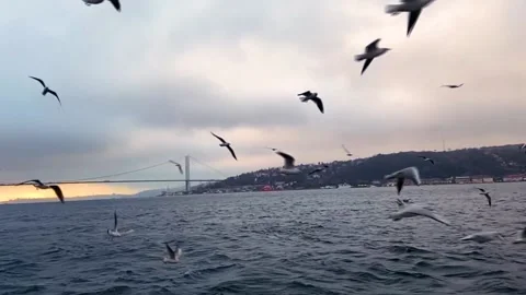A flock of hungry seagulls. A flock of seagulls flies over the water in search Stock Footage 203815404
