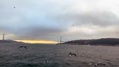 A flock of hungry seagulls fly in search of food slow motion. Seagulls fly in Stock Footage 202114333