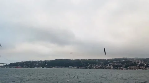 A flock of hungry seagulls fly in search of food slow motion. Seagulls fly in Video stock 204854208