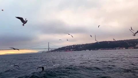 A flock of hungry seagulls fly in search of food slow motion. Seagulls fly in Stock-Footage 208936653
