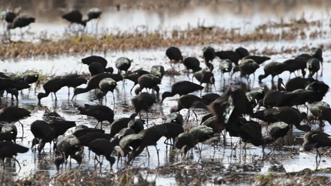 Flock , Ibis, White-faced, foraging in flooded field, slomo 4k Stock Footage 263772359