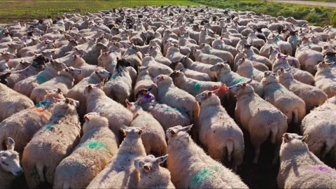 Flock Imagery Symbolizes Conformity And Following Society Without Doubt Stock Footage 334853400