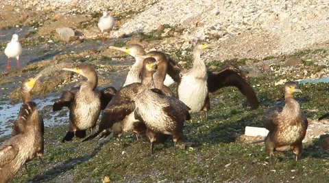 A flock of immatures cormorant Stock Footage 53160747