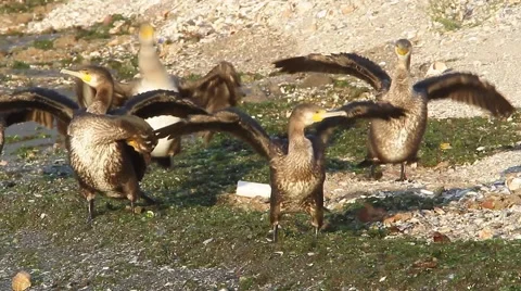 A flock of immatures cormorant Video stock 53160760