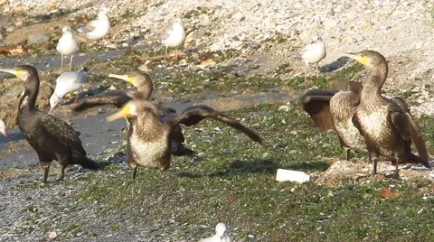 A flock of immatures cormorant Stock Footage 53163250