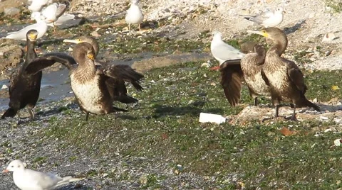 A flock of immatures cormorant Stock Footage 53163429