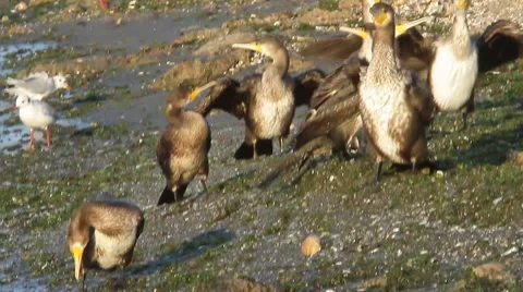 A flock of immatures cormorant Stock Footage 53163444