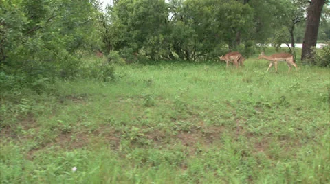 Flock of impala and wildbeest 스톡 동영상 25599988